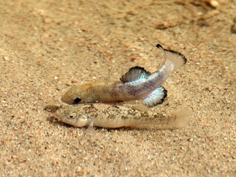 Salt Creek Pupfish