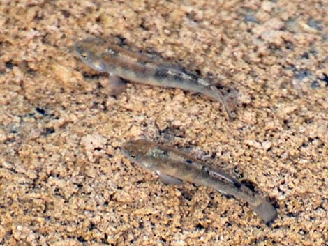 Salt Creek Pupfish (Cyprinodon salinus salinus)