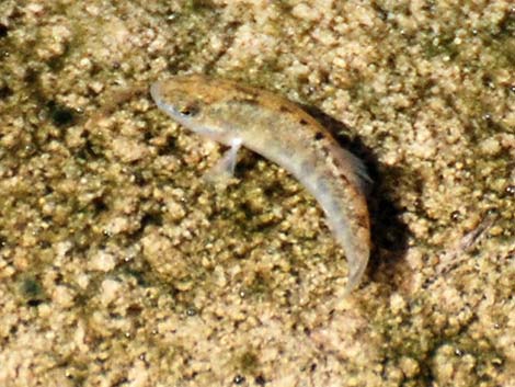 Salt Creek Pupfish (Cyprinodon salinus salinus)