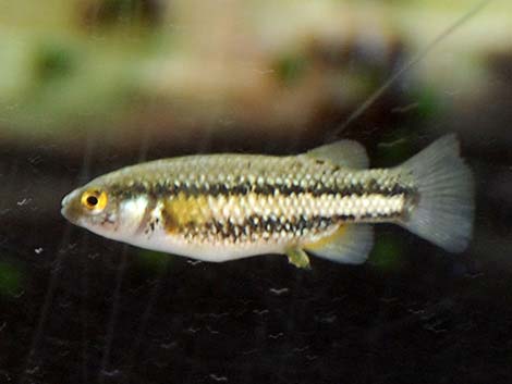 Moapa White River Springfish (Crenichthys baileyi moapae)