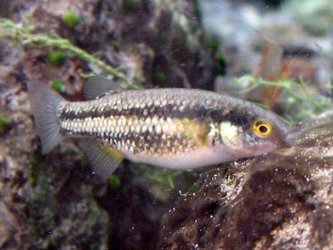 Moapa White River Springfish (Crenichthys baileyi moapae)