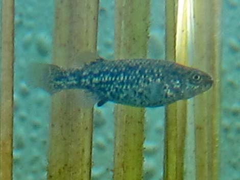 Pahrump Poolfish (Empetrichthys latos latos)