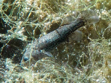 Pahrump Poolfish (Empetrichthys latos latos)