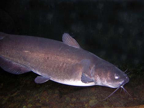 Channel catfish (Ictalurus punctatus)