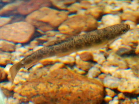 Brook trout (Salvelinus fontinalis)