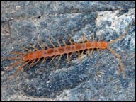 stone centipedes