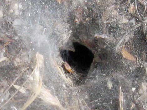 Funnel Weaver Spider (Family Agelenidae)