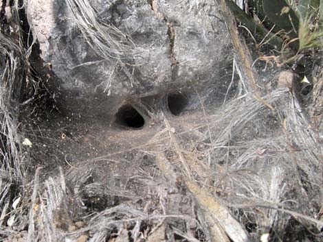 Funnel Weaver Spider (Family Agelenidae)