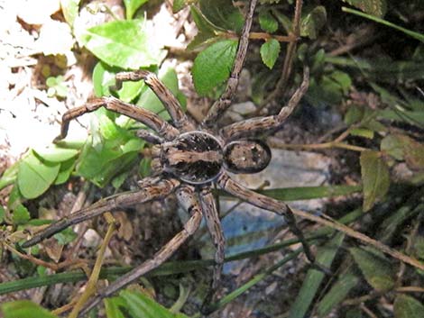Wolf Spiders (Family Lycosidae)