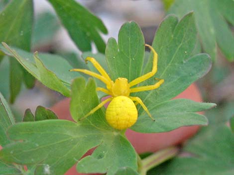 Crab Spider (Family Thomisidae)