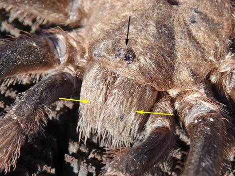 Desert Tarantula (Aphonopelma iodius)