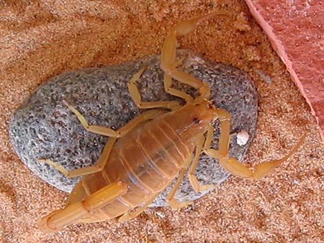 Bark Scorpion (Centruroides sculpturatus)