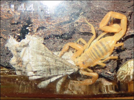 Bark Scorpion (Centruroides sculpturatus)