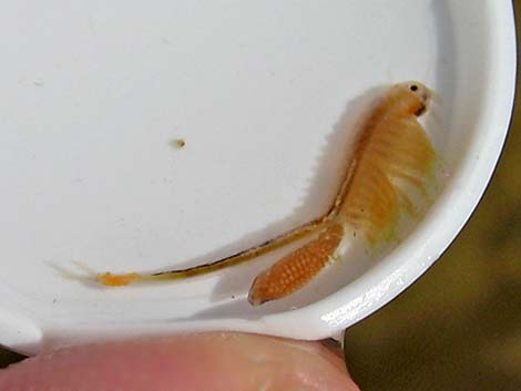 Fairy Shrimp (Order Anostraca)