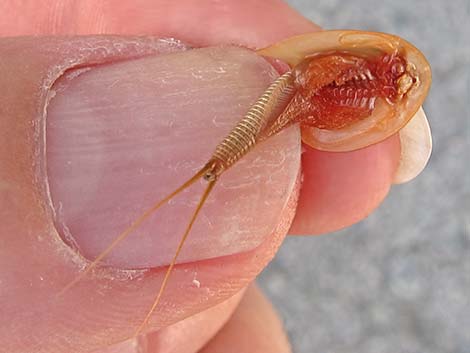 Tadpole Shrimp (Triops newberryi)