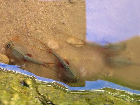Tadpole Shrimp (Triops newberryi)