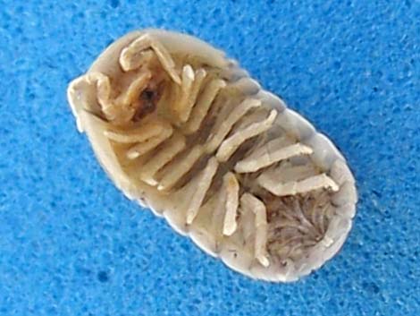 Common Pillbug (Armadillidium vulgare)