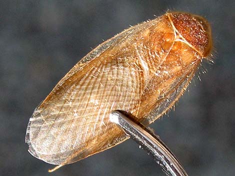 Desert Cockroack (Arenivaga spp.)