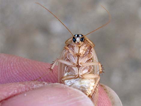 Desert Roach (Arenivaga spp.)