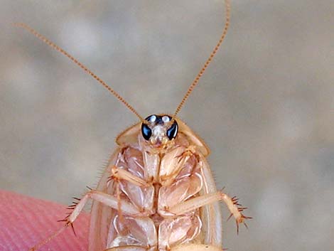 Desert Roach (Arenivaga spp.)