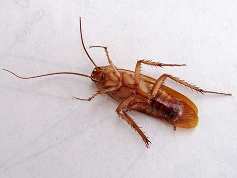 American Cockroach (Periplaneta americana)