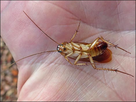American Cockroach (Periplaneta americana)