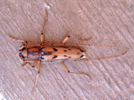 Achryson surinamum (long-horn beetle)