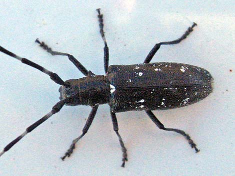 Oregon Fir Sawyer Beetle (Monochamus scutellatus ssp. oregonensis)