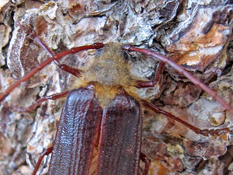 Long-horned Beetle (Ergates spp.)