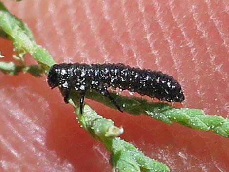 Saltcedar Leaf Beetle (Diorhabda elongata)