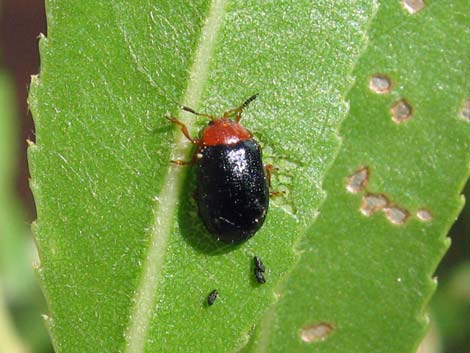 Leaf Beetle (Family Chrysomelidae)