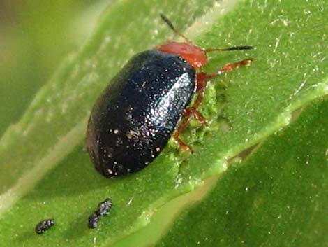 Leaf Beetle (Family Chrysomelidae)