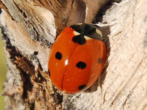 Lady Beetle (Family Coccinellidae)