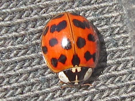 Lady Beetle (Family Coccinellidae)
