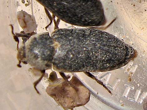 Hide Beetle (Dermestes maculatus)