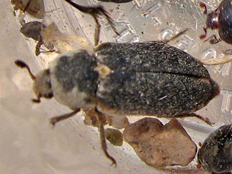 Hide Beetle (Dermestes maculatus)