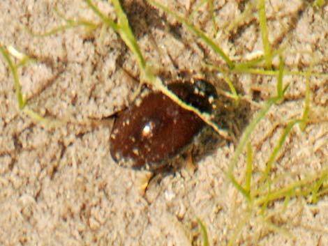 Water Beetles (Hydrophilidae)