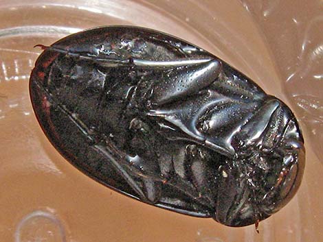 Hydrophilids (scavenging diving beetles)