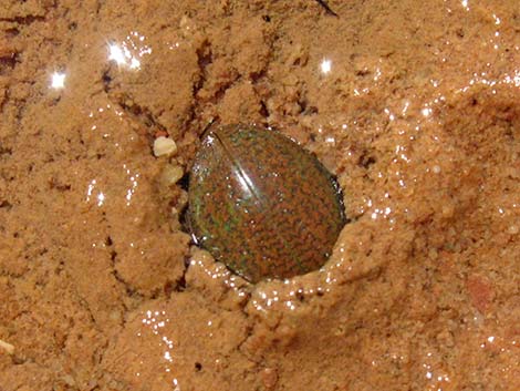 Hydrophilids (scavenging diving beetles)