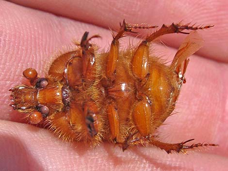 Regal Earth-Boring Dung Beetle (Bolbocerastes regalis)