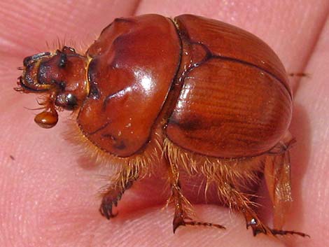 Regal Earth-Boring Dung Beetle (Bolbocerastes regalis)