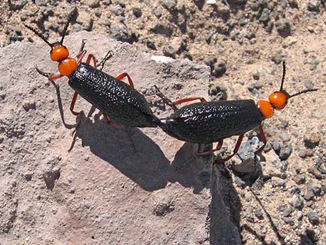 Lytta magister (desert blister beetle)