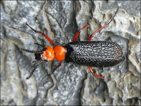 Desert blister beetle (Lytta magister)