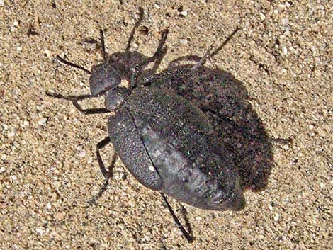 Meloe spp (oil beetles)