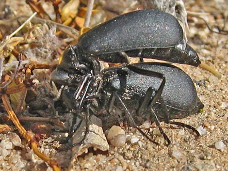 Flattened Blister Beetles (Phodaga alticeps)