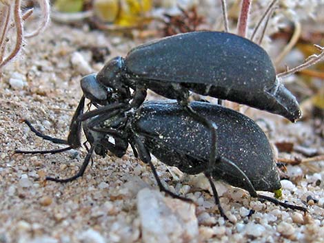 Phodaga alticeps (flattened blister beetle)
