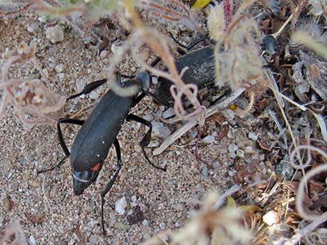 Flattened Blister Beetles (Phodaga alticeps)