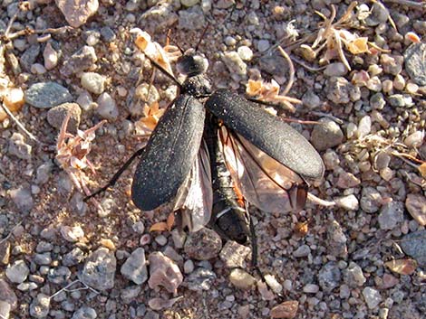 Flattened Blister Beetle (Phodaga alticeps)