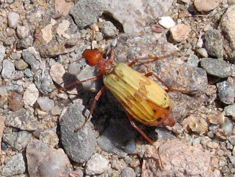 White Blister Beetle (Pleuropasta mirabilis)