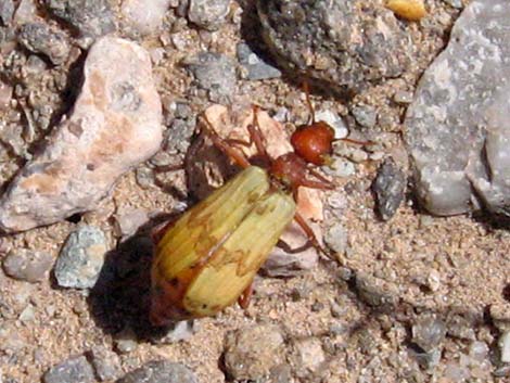 White Blister Beetle (Pleuropasta mirabilis)